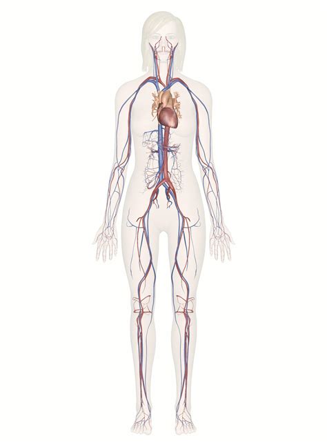 Interactive Guide to the Cardiovascular System | Innerbody - muktibox.com
