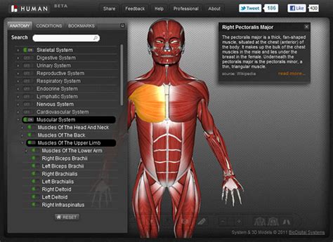 Interactive Human Anatomy Models - 4D Anatomy - muktibox.com