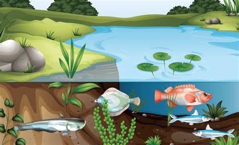 Interaksi dalam Ekosistem Kolam Ikan - raincitystudios.com