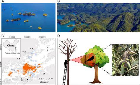 Interconnecting fragmented forests: Small and mobile … - raincitystudios.com