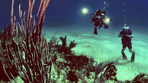 Intermediate Marine ecology courses in Dundee - Reed.co.uk - raincitystudios.com