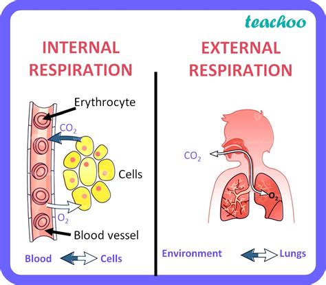 Internal Respiration - Definition and Quiz | Biology … - muktibox.com