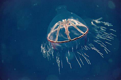 International Deep-Sea Mining Regulations Stall as Industry Pushes ... - raincitystudios.com