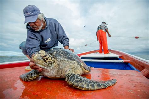 International Sea Turtle Conservation - NOAA Fisheries - muktibox.com