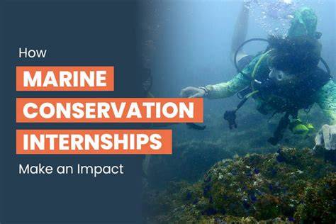 Internships with Marine Impact - raincitystudios.com