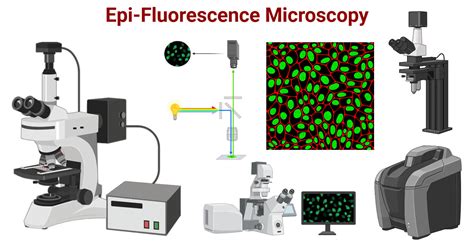 Interpreting Fluorescence Microscopy Images and Measurements - wintechmobiles.com