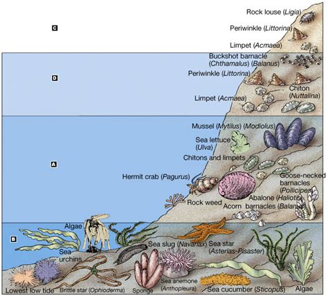 Intertidal Zone: Living & Non-Living Interactions | PDF - muktibox.com