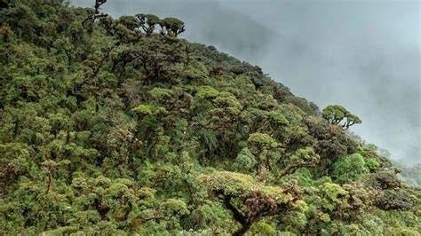 Into the Andean Cloud Forest - Inca Expert - raincitystudios.com