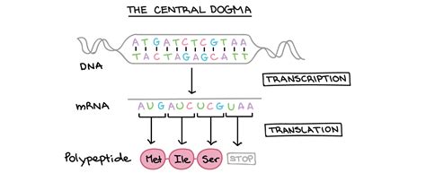 Intro to gene expression (central dogma) - Khan Academy - wintechmobiles.com