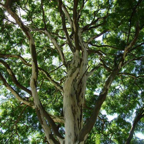Introduction to Brazilian Ironwood - raincitystudios.com