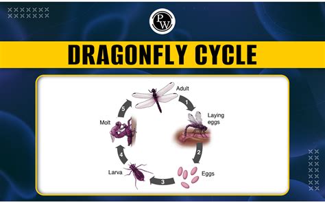 Introduction to Dragonfly - BYJU'S - muktibox.com
