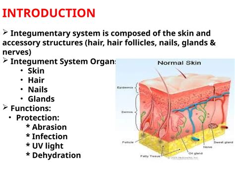 Introduction to Functions of the Integumentary System | Biology for ... - muktibox.com