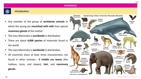 Introduction to Mammals | Ecological and ... - Oxford Academic - raincitystudios.com