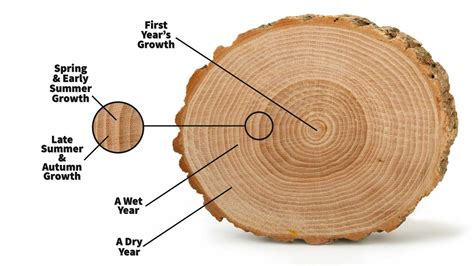 INTRODUCTION TO TREE RINGS & DENDROCHRONOLOGY - muktibox.com