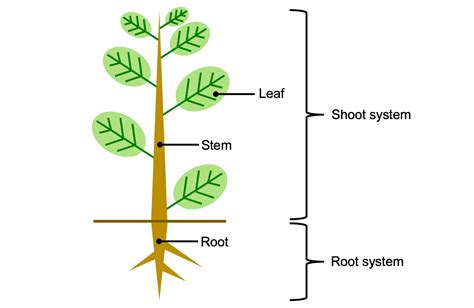 Introduction to Vascular Plant Structure - Digital Atlas of … - muktibox.com