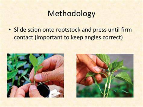 Introduction to Vegetable Grafting | Oklahoma State … - raincitystudios.com