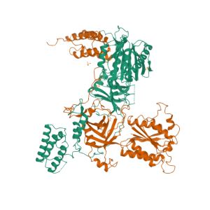 INTS13 Gene - GeneCards INT13 Protein INT13 Antibody