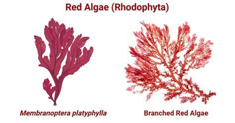 Invasive and Alien Rhodophyta in the Mediterranean and along the ... - raincitystudios.com