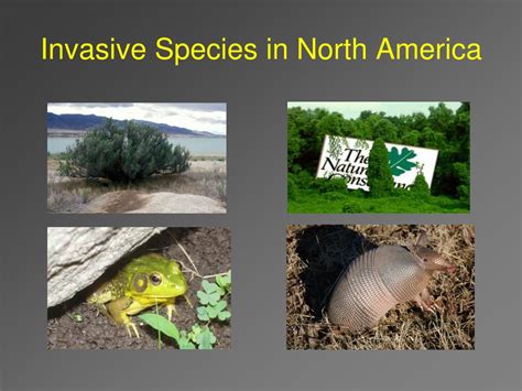 Invasive and Exotic Species of North America - raincitystudios.com