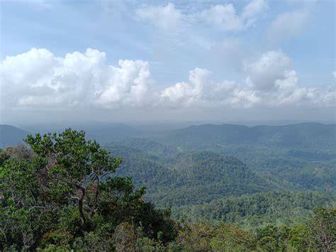 Invasive plants pose threat to endemic wildlife in Kanneliya - raincitystudios.com