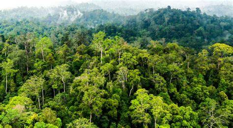 Inventarisasi hutan di Indonesia - Wikiwand - raincitystudios.com