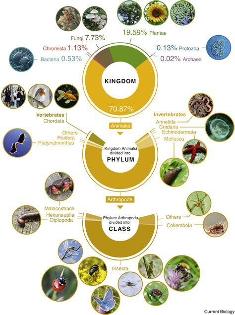 Invertebrate biodiversity and conservation - ScienceDirect - raincitystudios.com