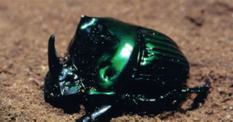 Invertebrate Conservation: Species Disappearing | AMNH - raincitystudios.com