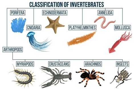 Invertebrate Lab I | Biology II Laboratory Manual - Lumen Learning - raincitystudios.com