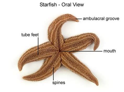 Invertebrate Study Guide Flashcards | Quizlet - raincitystudios.com