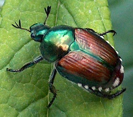 Invertebrates: Overview Study Guide | CK-12 Foundation - raincitystudios.com