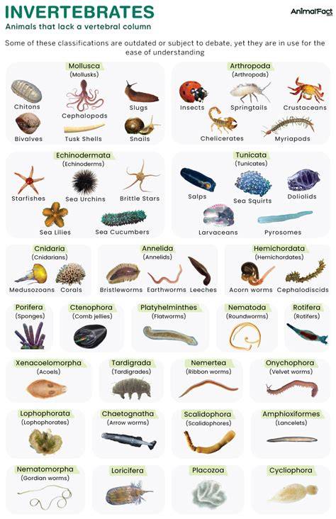 Invertebrates | US Forest Service Research and Development - raincitystudios.com