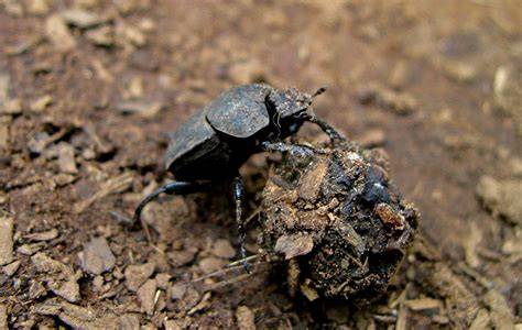 Invertebrates – Oxford Nature Network - raincitystudios.com