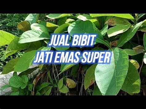 INVESTASI JATI EMAS ATAU JATI SUPER - raincitystudios.com