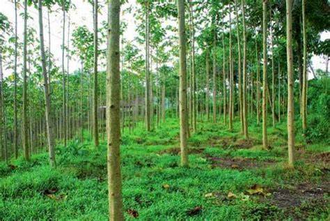 Investasi Pohon Jabon dan Sengon - raincitystudios.com