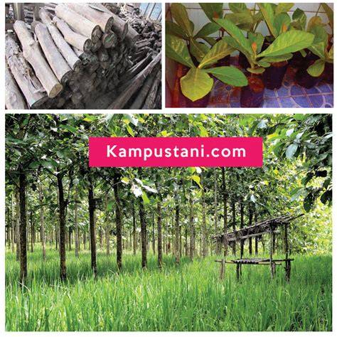Investasi Pohon Jati - Kampus Tani - raincitystudios.com