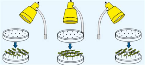 Investigating plant responses to microgravity and ... - Springer - muktibox.com