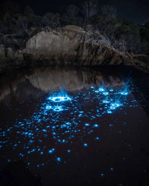 Investigation: Bioluminescence - An Adaptation for Deep-sea Survival - wintechmobiles.com