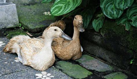 Investment Opportunity in an Operational Indonesian Duck Farm - raincitystudios.com