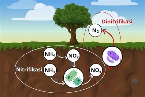 IPB Scientific Repository: Populasi Bakteri Nitrifikasi dan ... - muktibox.com