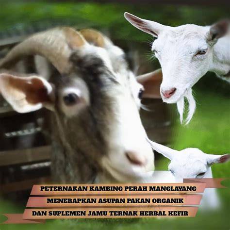 IPB Scientific Repository: Profil Peternakan Kambing Perah Organik ... - raincitystudios.com