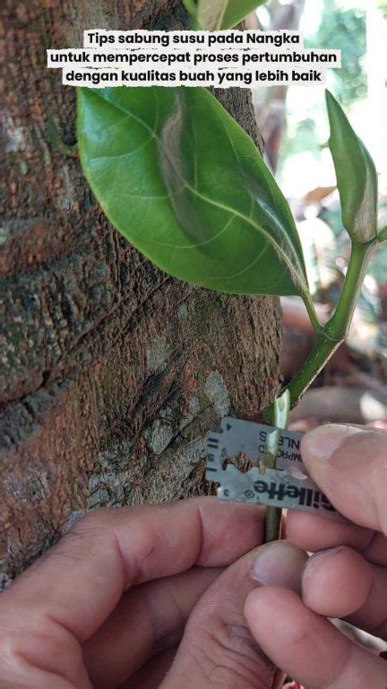 IPB Scientific Repository: Teknik Sambung Susu pada Bibit Nangka ... - raincitystudios.com