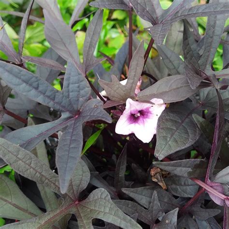 IPOMÉE BATATAS BLACK TONE - fleury-horticulture.fr