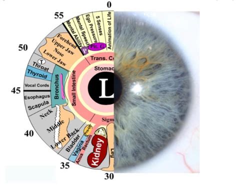 IRIDOLOGY - Weebly