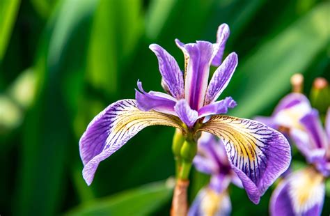 IRIS #ARTEGO Dream Mask Maske me perqendrim te larte te. 