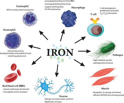 Iron and the immune system - Nature Reviews … - muktibox.com