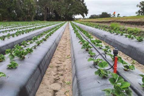 Irrigating strawberries | UMN Extension - raincitystudios.com