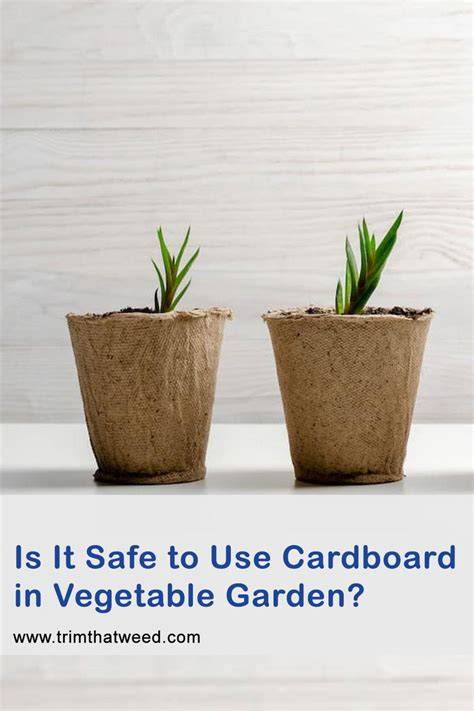 Is Cardboard Safe for Vegetable Gardens - raincitystudios.com