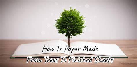Is Paper Made Out Of Trees - raincitystudios.com