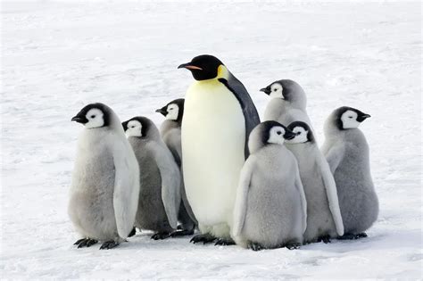 Is There Penguins In Alaska - muktibox.com