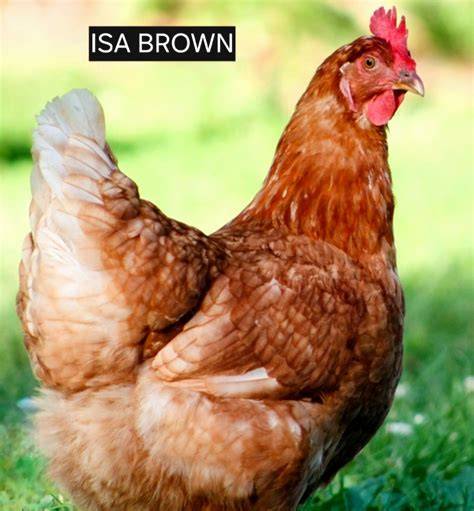 ISA Brown - ISA - raincitystudios.com